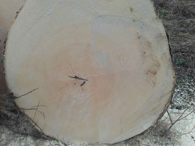 Abatage arbre Arlon Stockage
